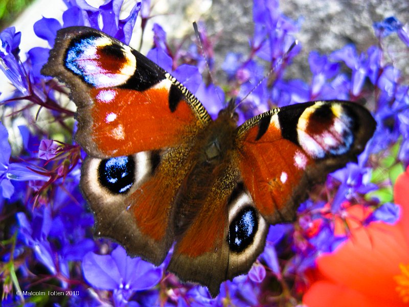Peacock butterfly.jpg